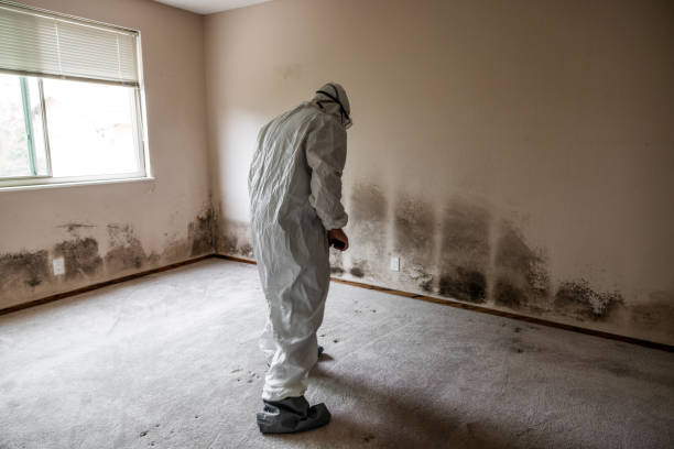 Best Residential Mold Removal  in Redkey, IN